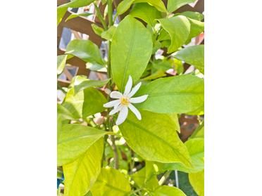 檸檬の花