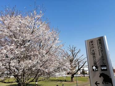 春は桜、秋は銀杏が綺麗です