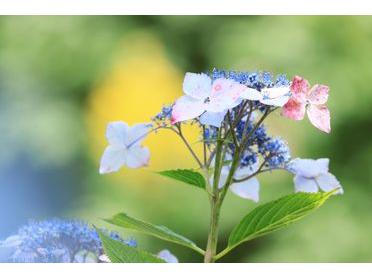 青紫の紫陽花、背景は黄色の菩提樹の花