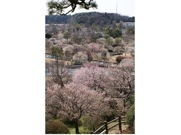 1〜3月は梅まつり開催!