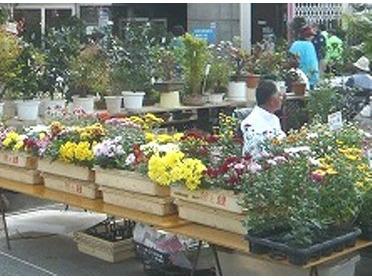 生産者が丹精込めたグリーンが並びます