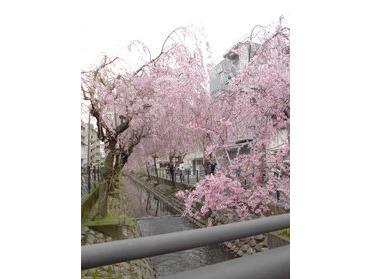 桜が綺麗ですね♪