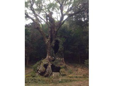 樹齢3000年の大楠