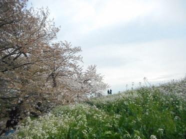 一面に広がるお花♪