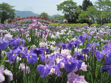 豊橋花しょうぶまつり