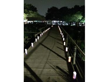 去年のライトアップ時