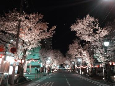 目の前 桜通り風景