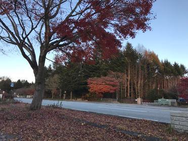 紅葉1