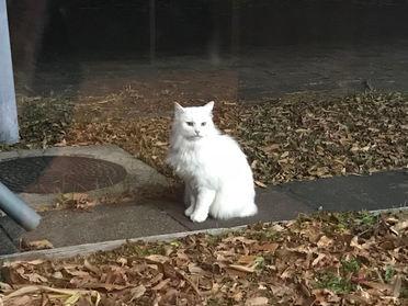 ペット