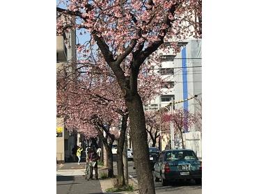 桜並木