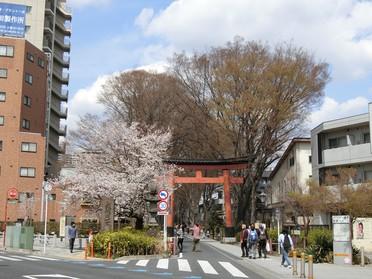 大宮氷川神社鳥居の桜満開