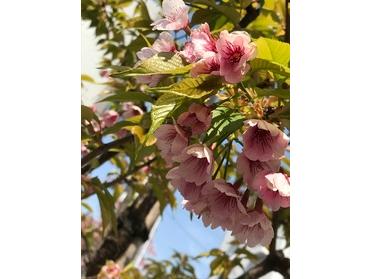 春らしい色合いがかわいらしいです