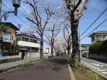 サクラが沿道に咲き誇ります!