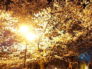 浜町公園の夜桜