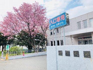 税務署の正面玄関、毎年この時期桜が咲きます