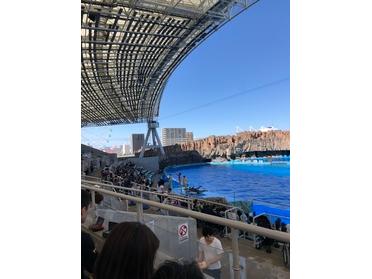 イルカショーです!