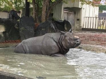 サイ