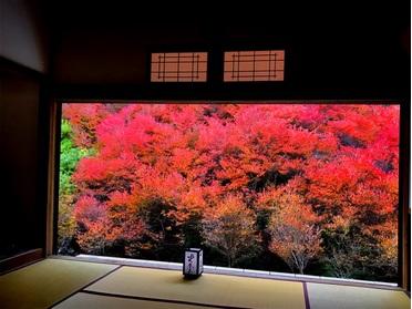 11月11日の紅葉具合