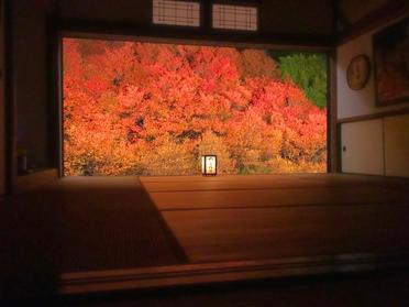 11月14日の紅葉具合