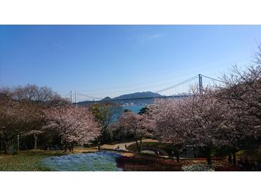桜と関門橋 絶景です。