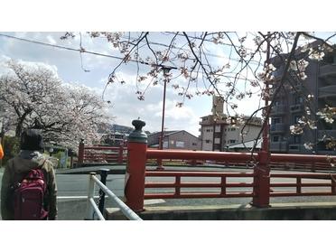 桜が見えてきました。