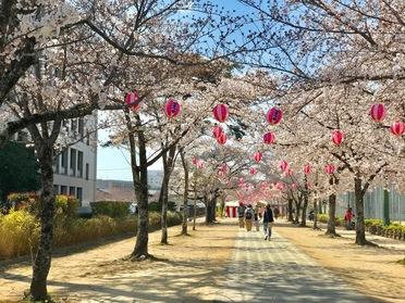 桜トンネル景観
