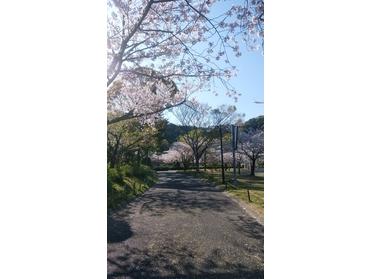 春は桜が満開です