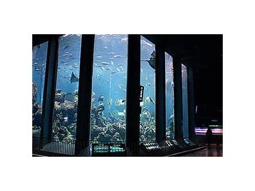 様々な魚が泳ぐ大水槽