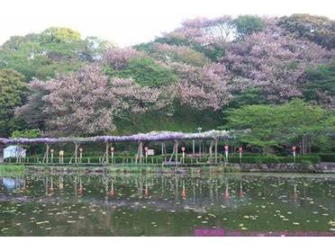 桜が幻想的です!