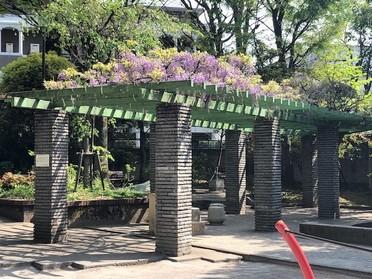 藤