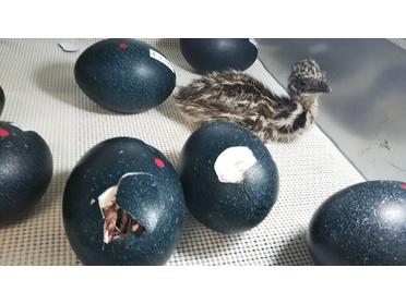 エミュー産まれたて