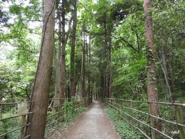幻想的な森