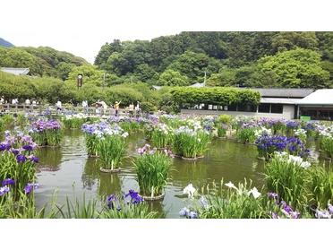 紫は