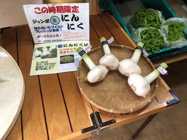 ジャンボにんにく