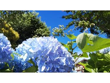紫陽花と青空 ^^