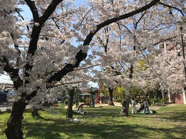 光明公園 桜