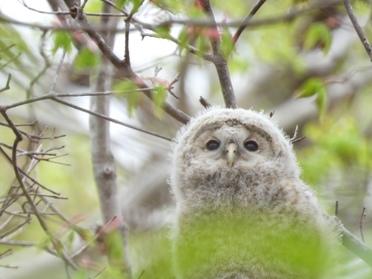 エゾフクロウの幼鳥