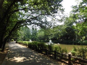 池周辺の遊歩道