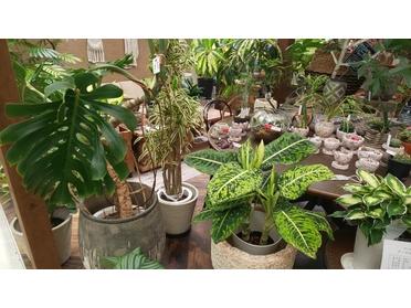 すてきな観葉植物ばかりです^^