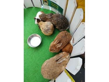 うさぎとモルモット
