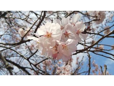 桜