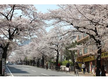 長い桜のトンネルです