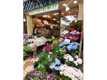 魅力的な花がたくさん!
