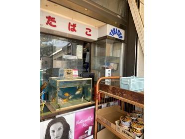 昔ながらの商店☆金魚の水槽も!