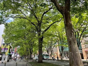 約150本ものケヤキが植えられているそうです