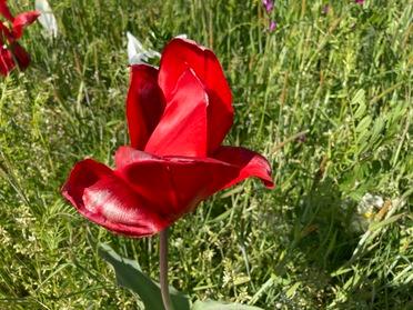 お花1