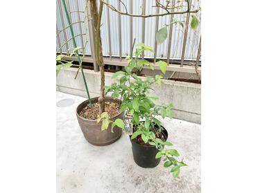 新しいブルーベリー