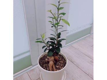ガジュマル