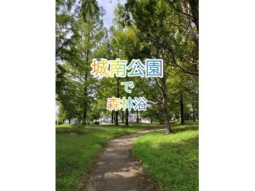 大きな木の小道