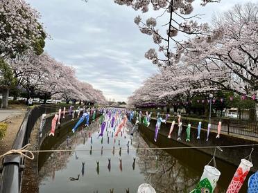 見頃は4月上旬かな
